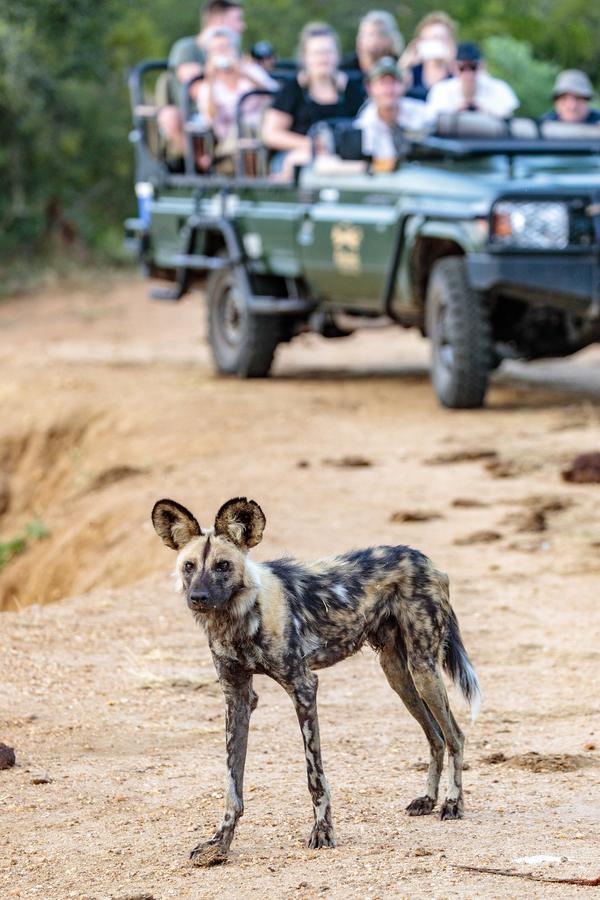 Shindzela Tented Camp Timbavati Game Reserve Bagian luar foto